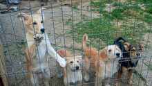 LENNARD, Hund, Mischlingshund in Rumänien - Bild 8
