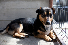 TINO, Hund, Mischlingshund in Halle