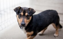 TINO, Hund, Mischlingshund in Halle - Bild 2