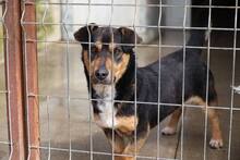 TINO, Hund, Mischlingshund in Halle - Bild 3