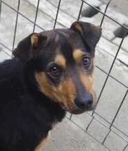 TINO, Hund, Mischlingshund in Halle - Bild 4