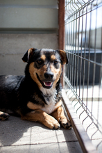 TINO, Hund, Mischlingshund in Halle - Bild 5