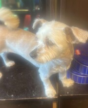 ELISA, Hund, Mischlingshund in Rumänien - Bild 1