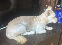 ELISA, Hund, Mischlingshund in Rumänien - Bild 4