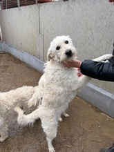 TALULAH, Hund, Schnauzermischling in Ungarn