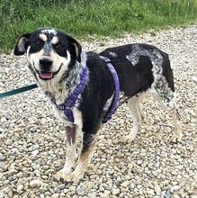 RONA, Hund, Mischlingshund in Rumänien - Bild 3