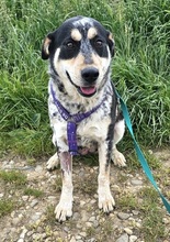 RONA, Hund, Mischlingshund in Rumänien - Bild 4