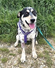 RONA, Hund, Mischlingshund in Rumänien - Bild 5