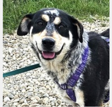 RONA, Hund, Mischlingshund in Laatzen