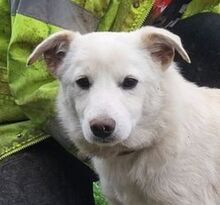 ANGELO, Hund, Mischlingshund in Slowakische Republik - Bild 1