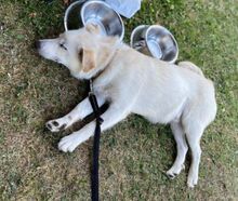 ANGELO, Hund, Mischlingshund in Slowakische Republik - Bild 12