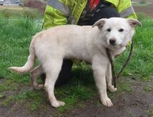 ANGELO, Hund, Mischlingshund in Slowakische Republik - Bild 2
