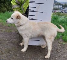 ANGELO, Hund, Mischlingshund in Slowakische Republik - Bild 4