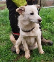 ANGELO, Hund, Mischlingshund in Slowakische Republik - Bild 6