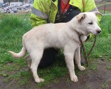 ANGELO, Hund, Mischlingshund in Slowakische Republik - Bild 7