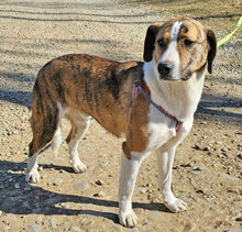 NANDI, Hund, Mischlingshund in Rumänien - Bild 1