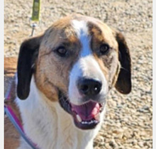 NANDI, Hund, Mischlingshund in Rumänien - Bild 2