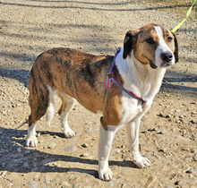 NANDI, Hund, Mischlingshund in Rumänien - Bild 3