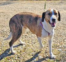 NANDI, Hund, Mischlingshund in Rumänien - Bild 4