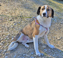 NANDI, Hund, Mischlingshund in Rumänien - Bild 6