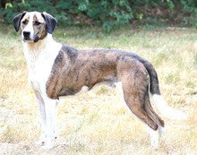 NANDI, Hund, Mischlingshund in Schwarmstedt