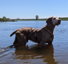 BARO, Hund, Magyar Vizsla in Torgau - Bild 1