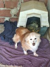 BARBIE, Hund, Mischlingshund in Griechenland - Bild 1