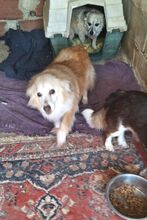BARBIE, Hund, Mischlingshund in Griechenland - Bild 2