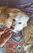 BARBIE, Hund, Mischlingshund in Griechenland - Bild 3