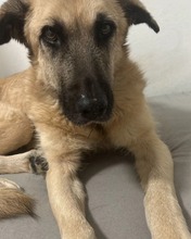 SARINA, Hund, Mischlingshund in Fürth