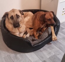 SARINA, Hund, Mischlingshund in Fürth - Bild 3