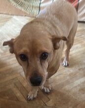 BECKY, Hund, Mischlingshund in Rumänien - Bild 2