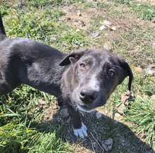 CLINT, Hund, Mischlingshund in Griechenland - Bild 2