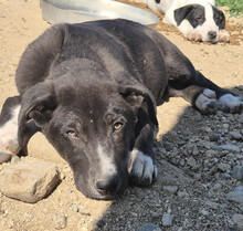 CLINT, Hund, Mischlingshund in Griechenland - Bild 5