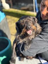 RENZO, Hund, Terrier Mischling in Belgien - Bild 1