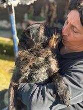 RENZO, Hund, Terrier Mischling in Belgien - Bild 2