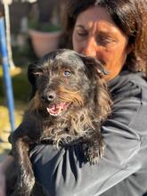 RENZO, Hund, Terrier Mischling in Belgien - Bild 3