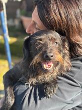 RENZO, Hund, Terrier Mischling in Belgien - Bild 4