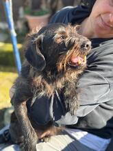 RENZO, Hund, Terrier Mischling in Belgien - Bild 5