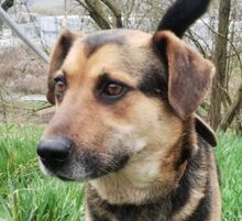 CLYDE, Hund, Mischlingshund in Slowakische Republik - Bild 1