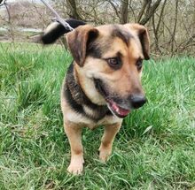 CLYDE, Hund, Mischlingshund in Slowakische Republik - Bild 3