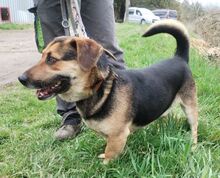 CLYDE, Hund, Mischlingshund in Slowakische Republik - Bild 4