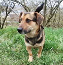 CLYDE, Hund, Mischlingshund in Slowakische Republik - Bild 5