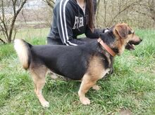 CLYDE, Hund, Mischlingshund in Slowakische Republik - Bild 7