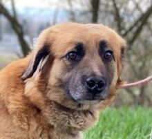 KORA, Hund, Mischlingshund in Slowakische Republik - Bild 1