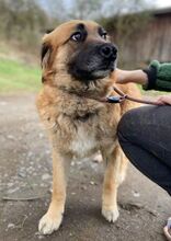 KORA, Hund, Mischlingshund in Slowakische Republik - Bild 2