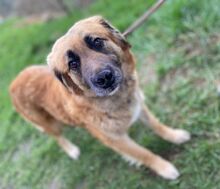 KORA, Hund, Mischlingshund in Slowakische Republik - Bild 3