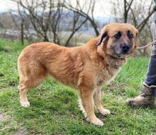 KORA, Hund, Mischlingshund in Slowakische Republik - Bild 4
