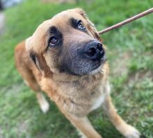 KORA, Hund, Mischlingshund in Slowakische Republik - Bild 5