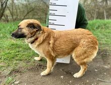 KORA, Hund, Mischlingshund in Slowakische Republik - Bild 6
